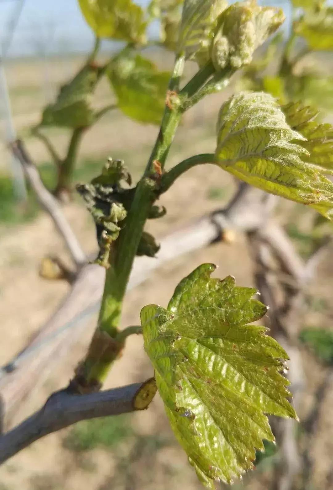 如何预防果树冻害,葡萄打什么药能预防冻害