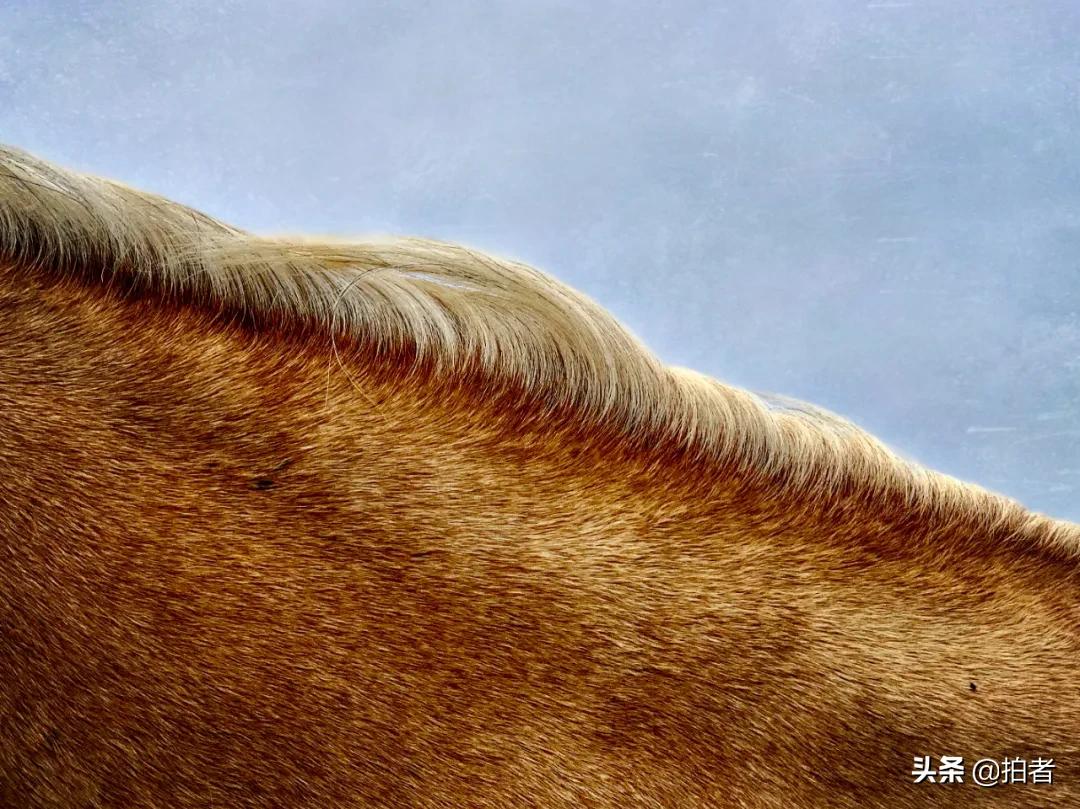 手机摄影天花板机型,手机摄影爱生活