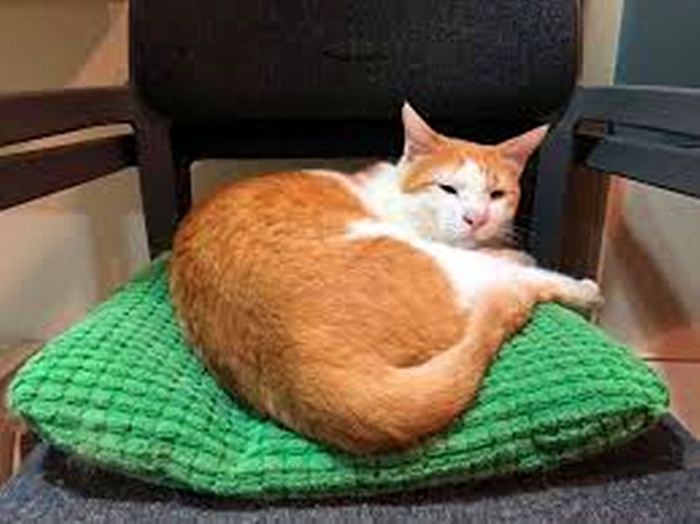 猫咪输尿管堵塞,猫咪尿闭导尿堵塞