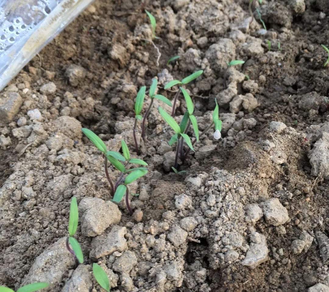 春天种什么蔬菜最简单好吃,春天种什么蔬菜最合适盆栽