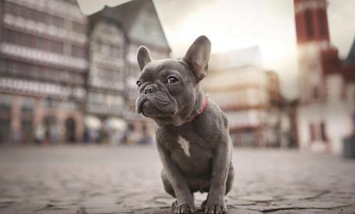 为什么说法国斗牛犬“难养”？这5点，养过的都深有体会