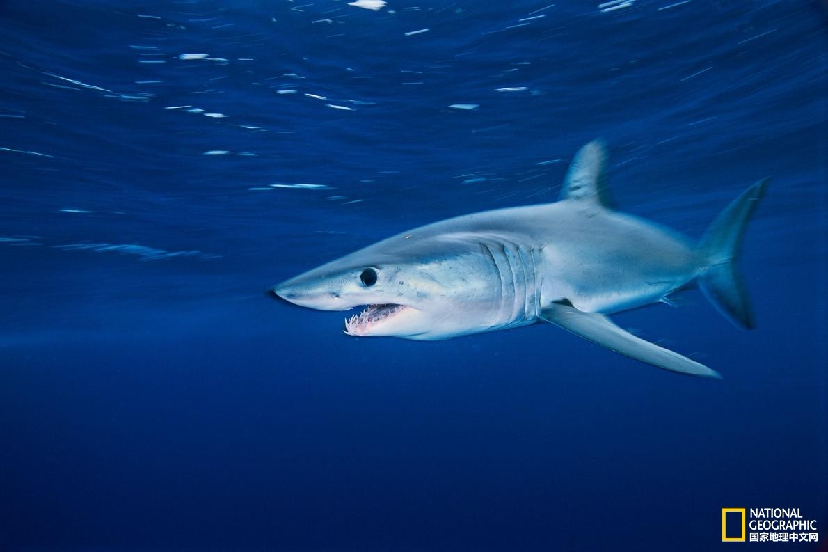观赏淡水小鲨鱼种类及图片,海洋馆鲨鱼的种类名字