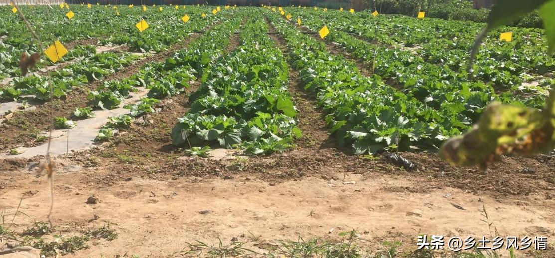 种蔬菜有虫子打什么药好,蔬菜不用农药治虫害小妙招