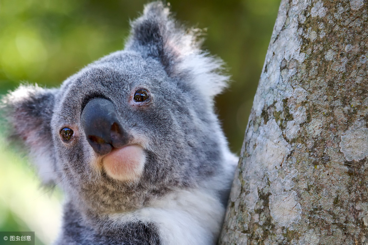 树袋熊其实不是熊什么意思,树袋熊其实不是熊有没有其他寓意