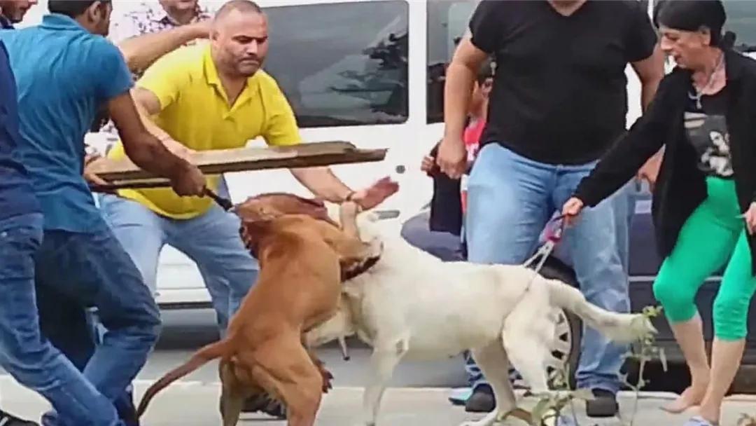 怎么训练狗狗拒绝别人喂食,狗狗对其他狗低吼怎么训