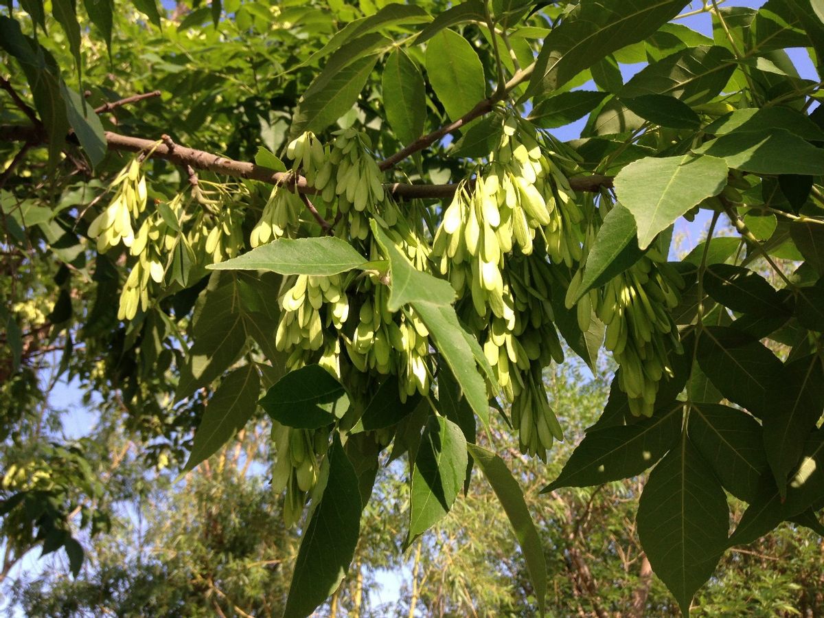速生金叶白蜡,丛生白蜡的培育技术