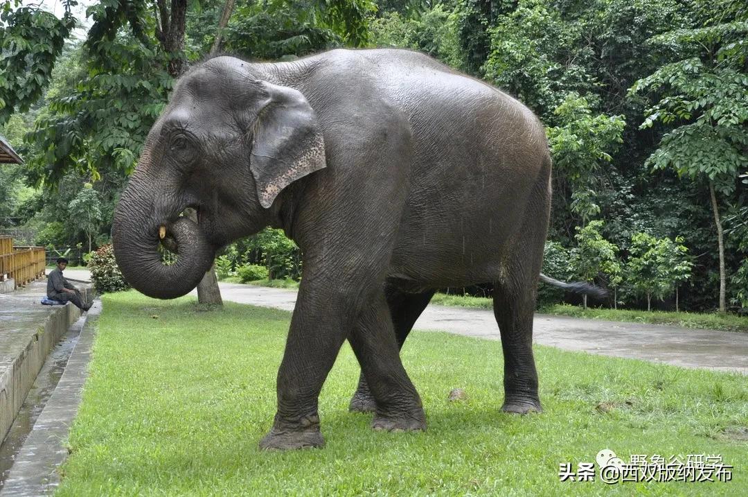 小象们你好英语,小象们