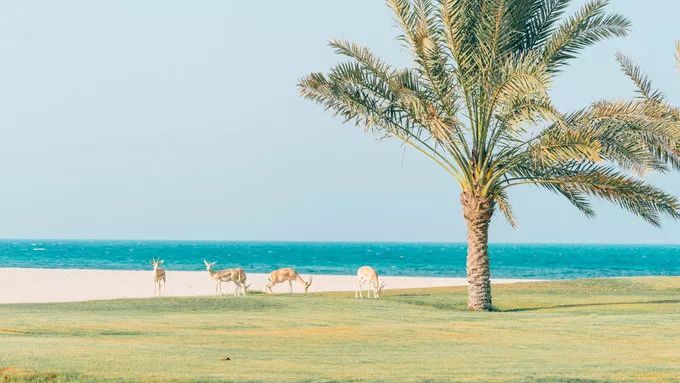 阿联酋阿布扎比王国,阿联酋联合酋长国阿布扎比