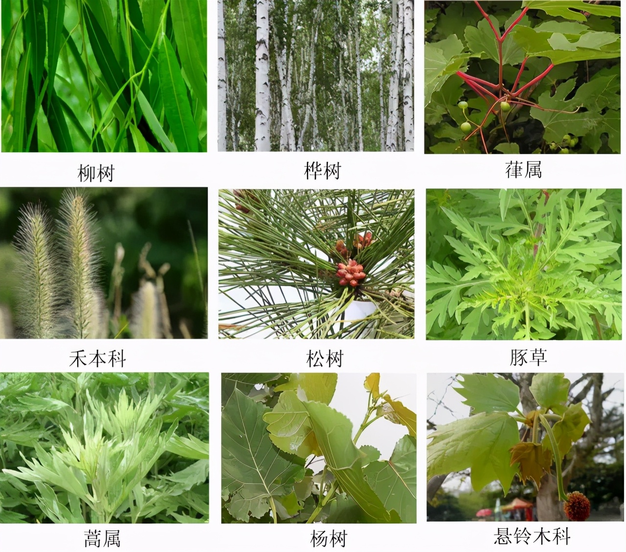 踏青赏花正当时花粉过敏怎么办,清明花粉过敏哪种天气适合出游