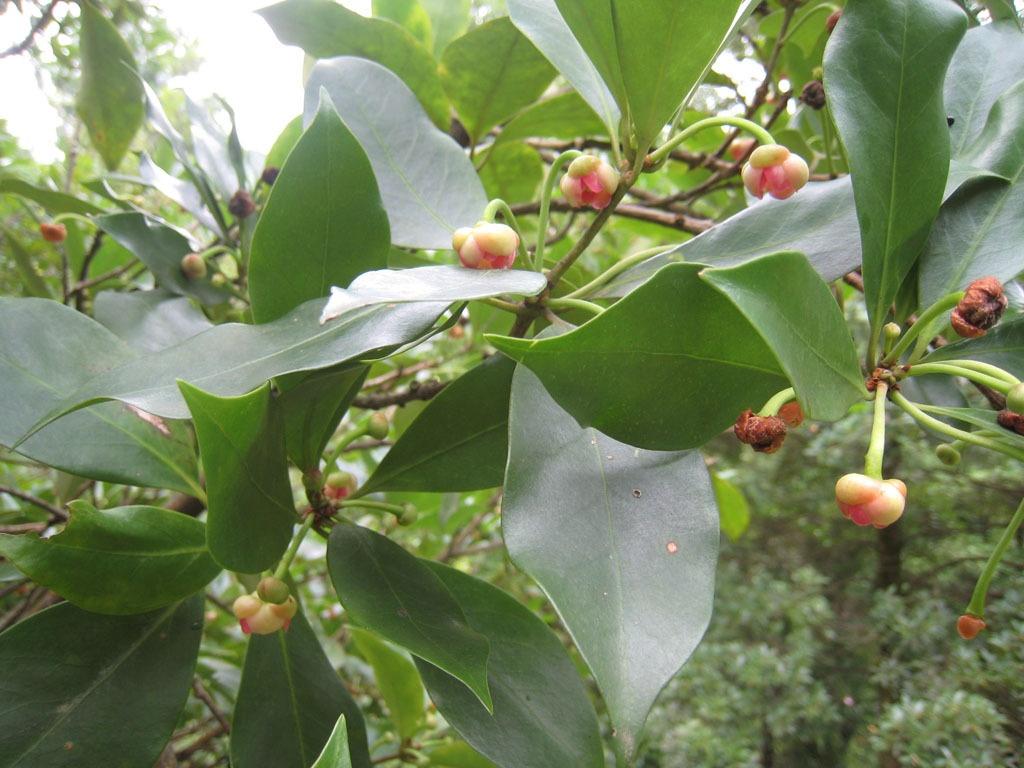 八角的香气是香料中最霸气的,八角和什么香料都具有芳香的气味