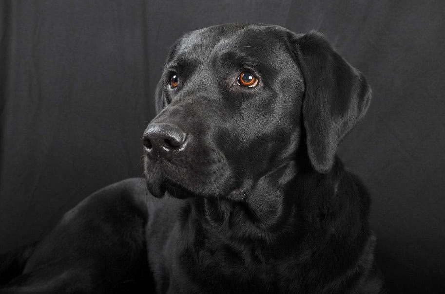 养拉布拉多犬的好处和坏处,养拉布拉多有什么好处和坏处