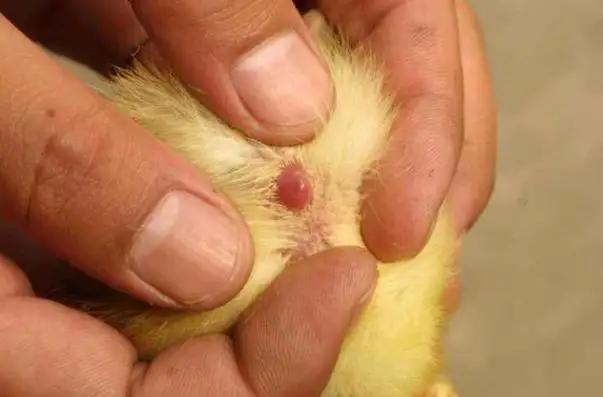 一个月小鸡怎么辨别公母,小鸡孵化怎么辨别公母