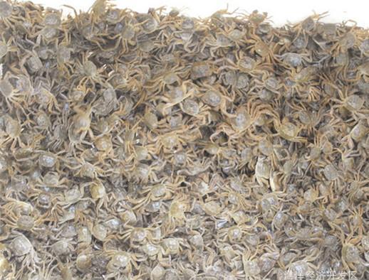 大闸蟹苗用什么喂养,大闸蟹苗饲养