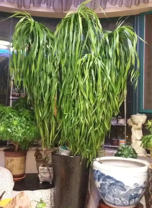 长了二十年的芦荟,龟背竹芦荟