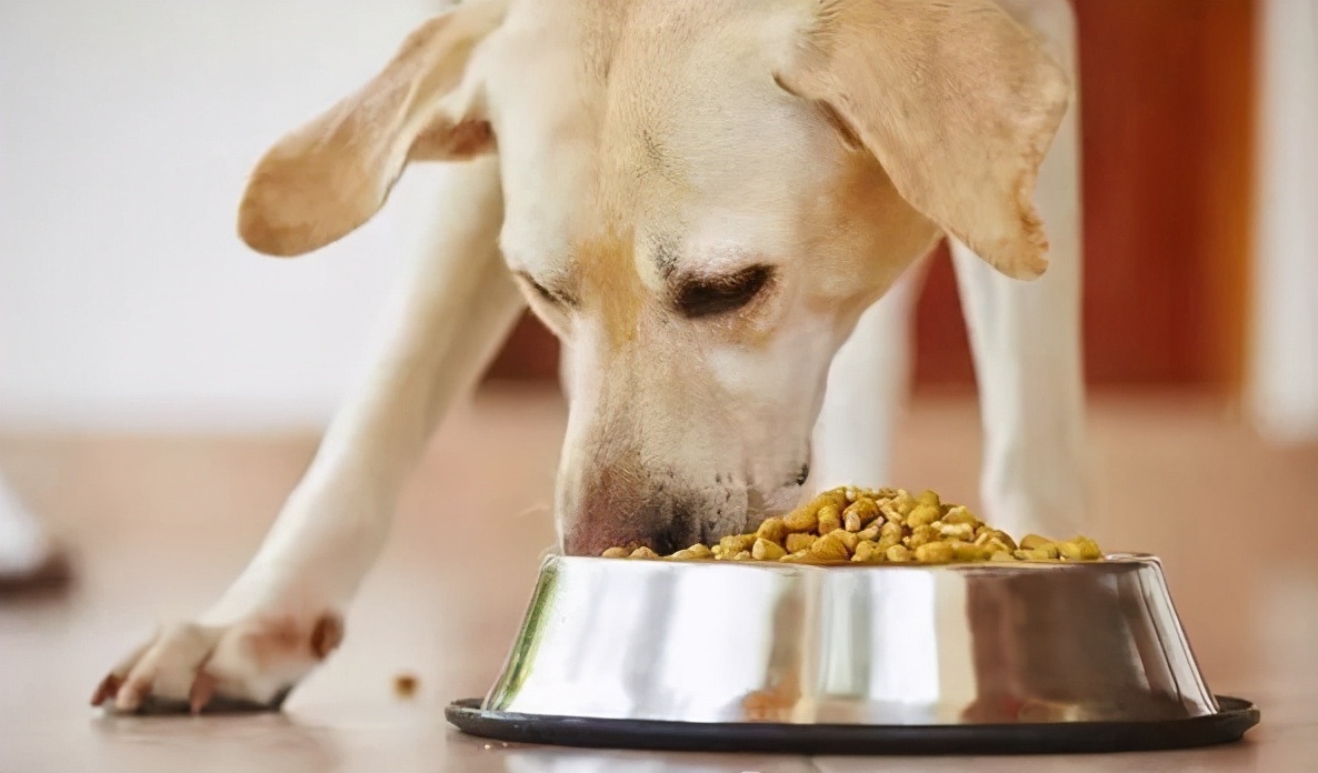 汪汪汪狗狗的视频,汪汪队里面的7种狗狗品种