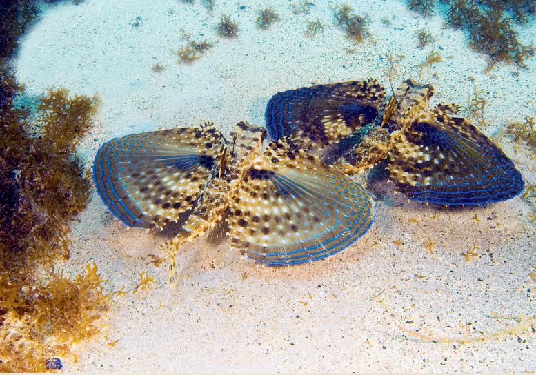 鍝楸艰兘鍦ㄦ捣闈笂婊戠繑,鑳藉湪娴烽潰涓婃粦缈旂殑鏄粈涔堥奔