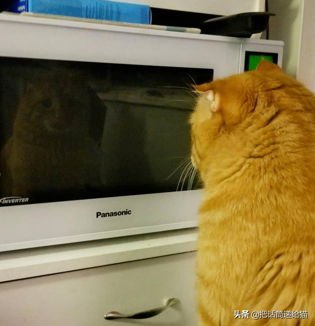 被弃养的猫还要打疫苗吗,弃养了一只猫