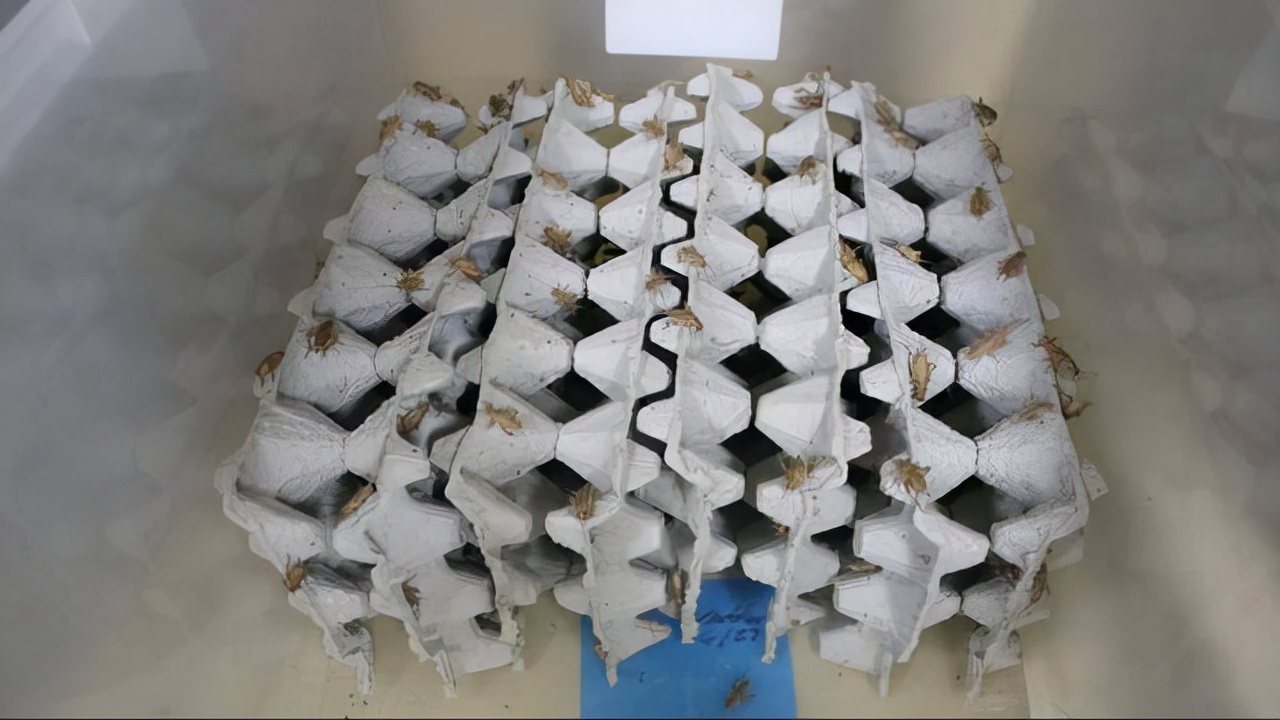 食用蟋蟀养殖赚钱吗农村,食用蟋蟀养殖