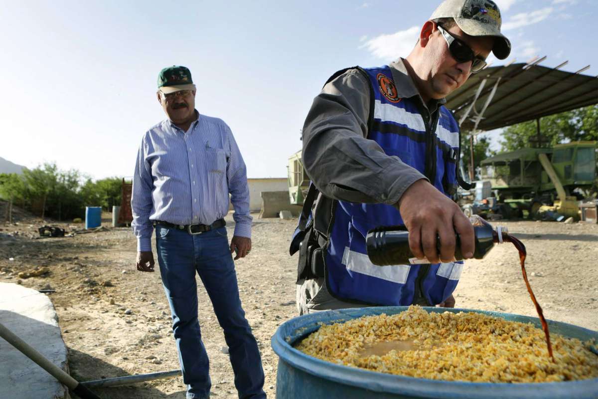 美国野猪泛滥成灾的真实原因,野猪泛滥成灾了家猪攻击野猪