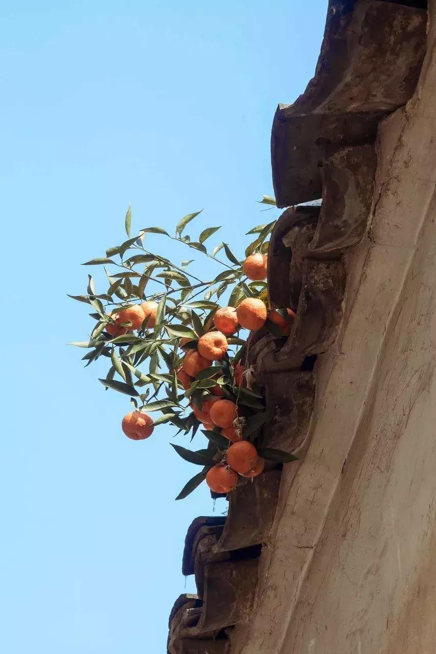 江苏的古镇有哪些值得去看看,江苏最值得打卡的十大古镇