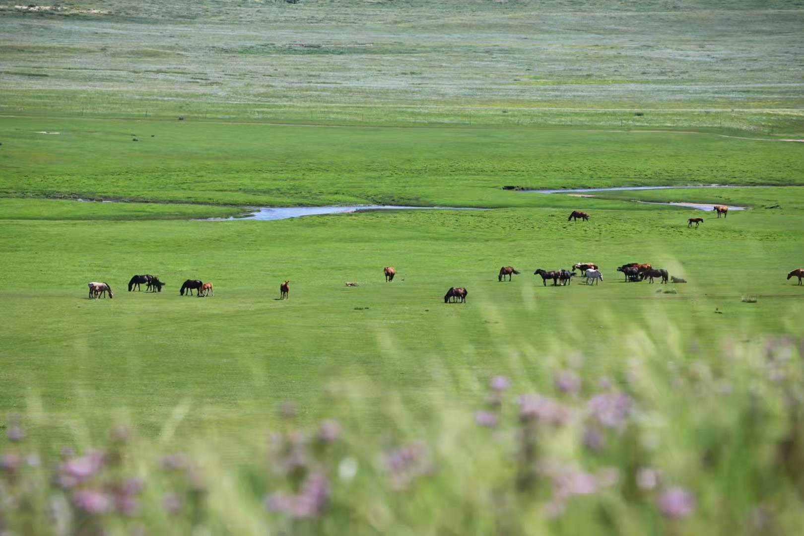 锡林郭勒大草原3天旅游攻略,锡林郭勒大草原五日游推荐
