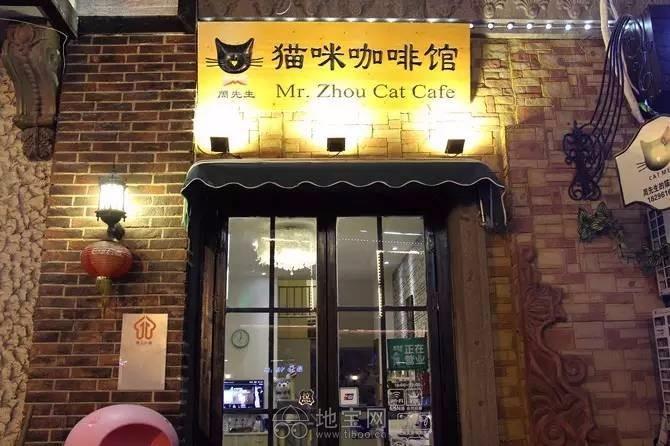 你还在躺平吗？喵星人都出来打工啦