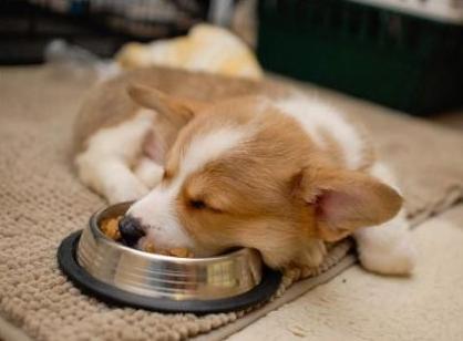 狗狗寿命有多长?如果有这几个特征,说明它已经是老狗了