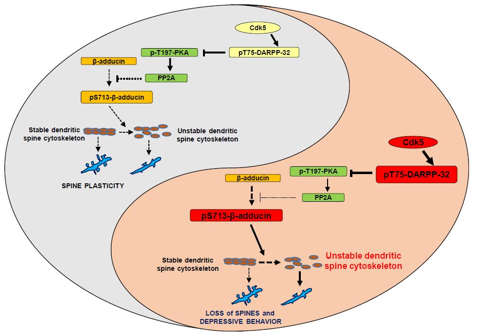 认知疗法治疗抑郁症的策略,抑郁症最新研究资讯