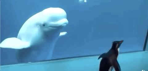 动物园发生了让人哭笑不得的事情,最孤独的动物园现状有很多游客吗