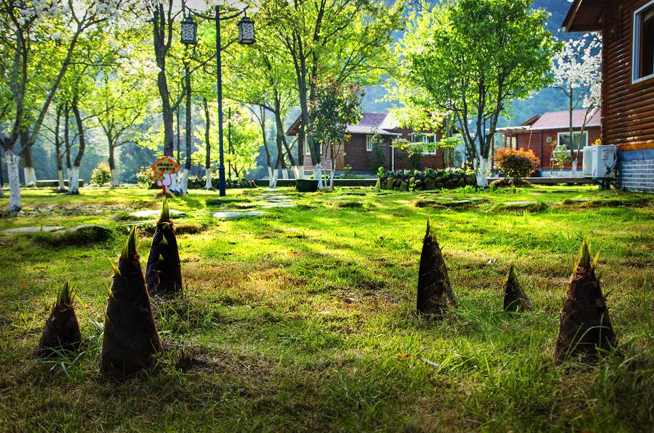 中国绿都最氧三明,中国最氧三明花海