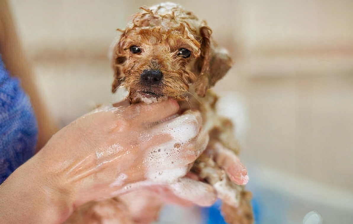 狗狗这些部位“最脏了”，只要清洁到位，身上就会香香的