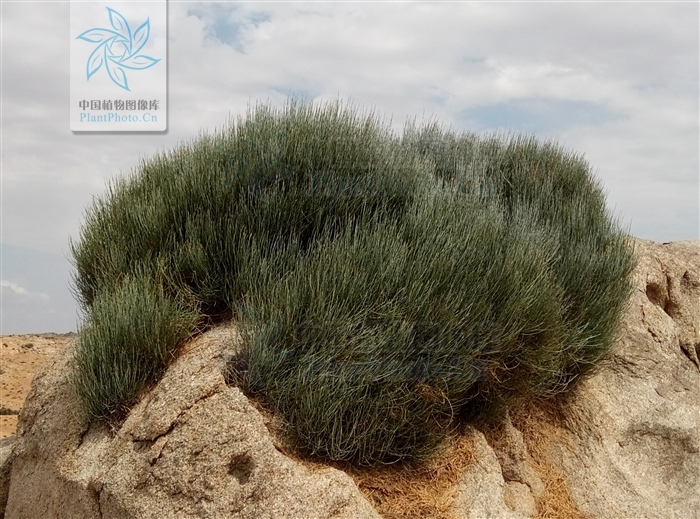 藁本神农本草经,神农本草经葛根原文