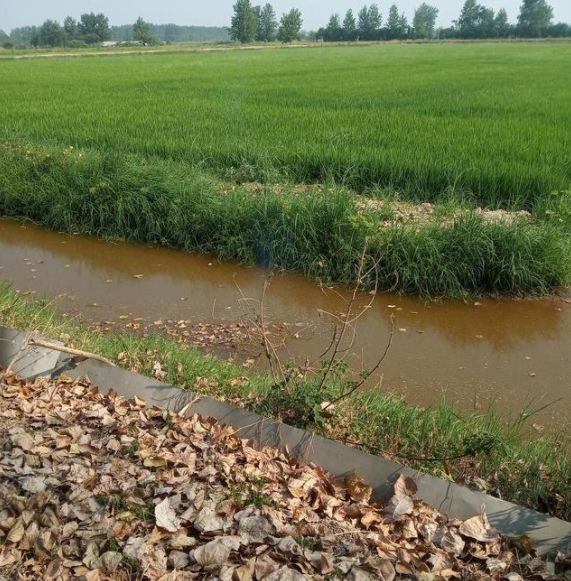 井水养殖龙虾,井水养殖淡水虾