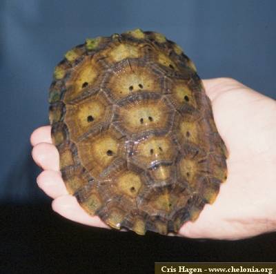 匠志萌宠乐园教学,匠志萌宠