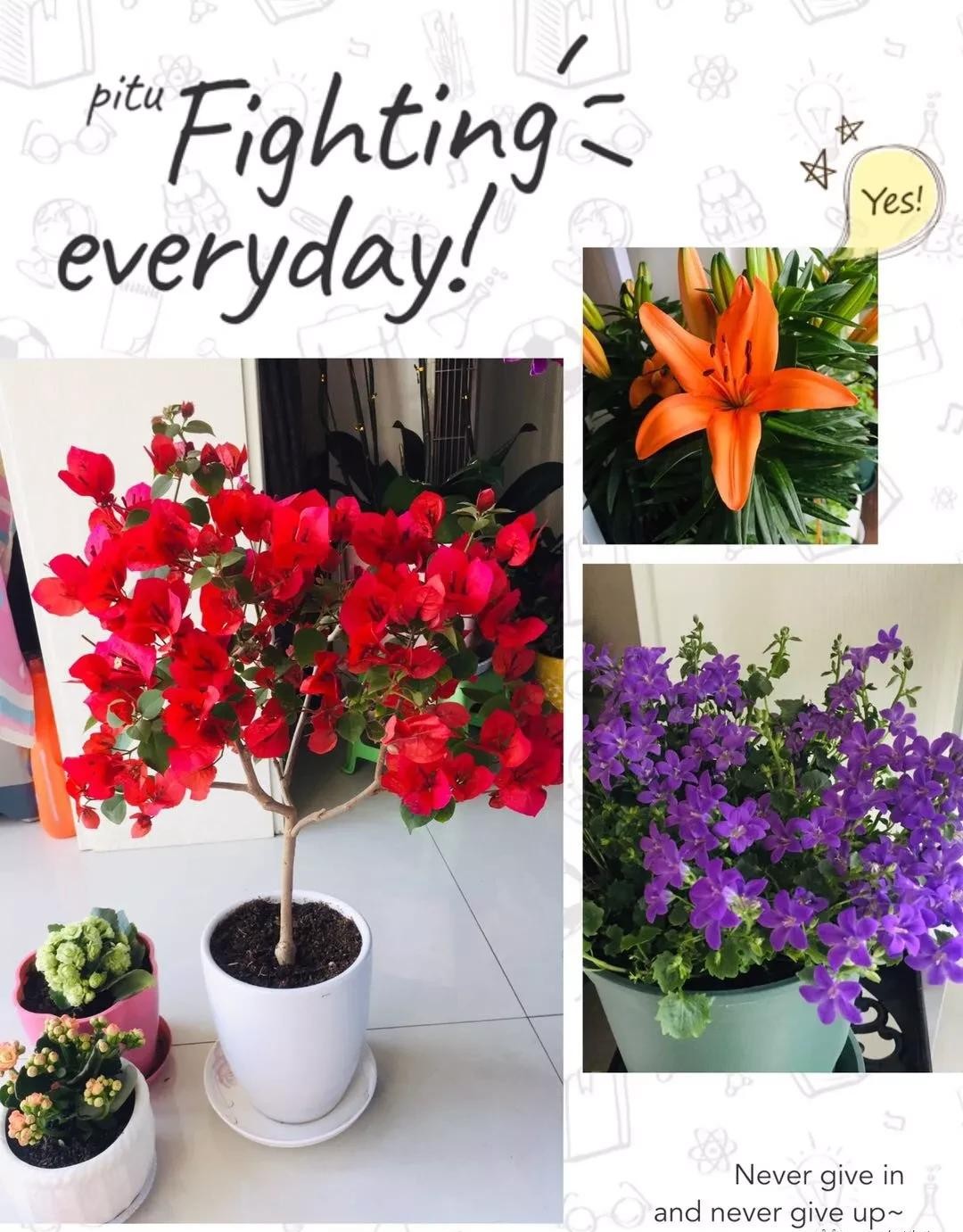 没有阳台也可以种花,没有院子没有阳台适合种什么花