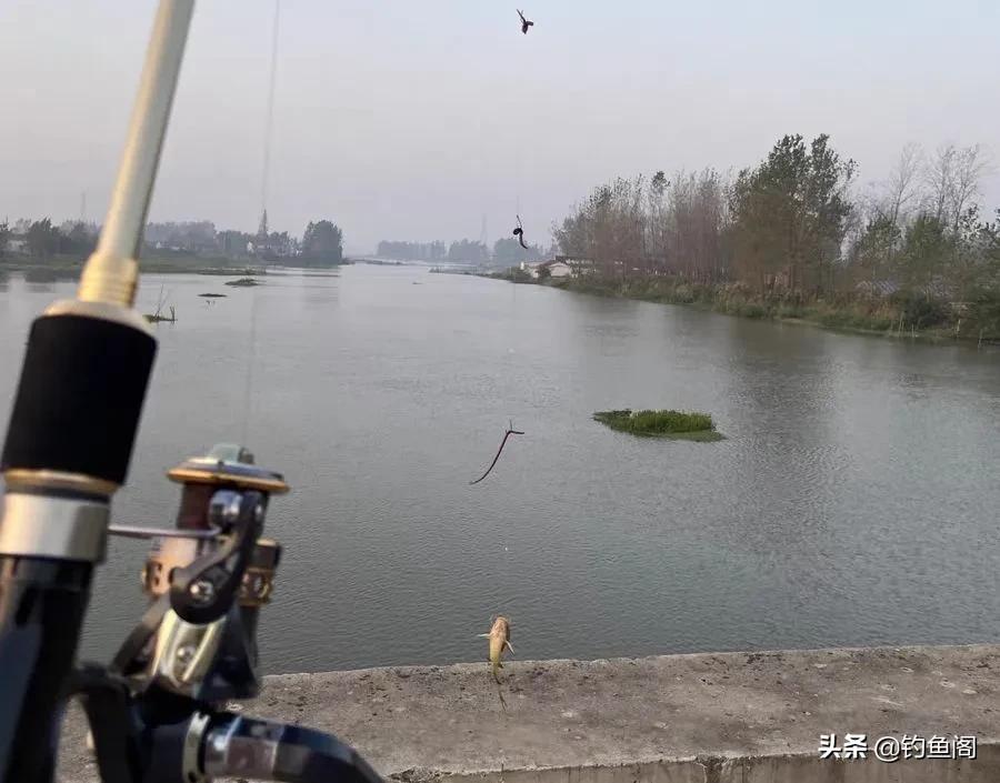 筏竿串钩用蚯蚓好还是红虫颗粒好,筏竿串钩挂蚯蚓能钓什么鱼