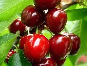 大樱桃花期冻害后如何补救,樱桃花期怎样防治病虫害