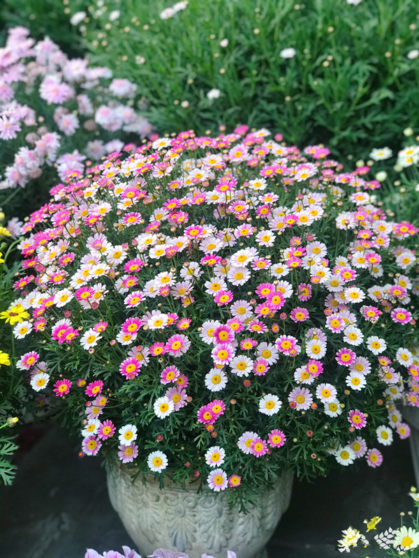 玛格丽特花到了夏季应该怎么养护,适合家养的花卉盆栽玛格丽特