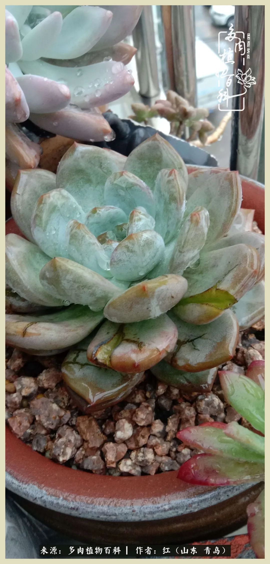 度夏多肉秋天发根,度夏坚强活下来的肉肉们