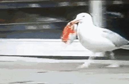 凶猛的海鸥,海鸥残忍伤害企鹅