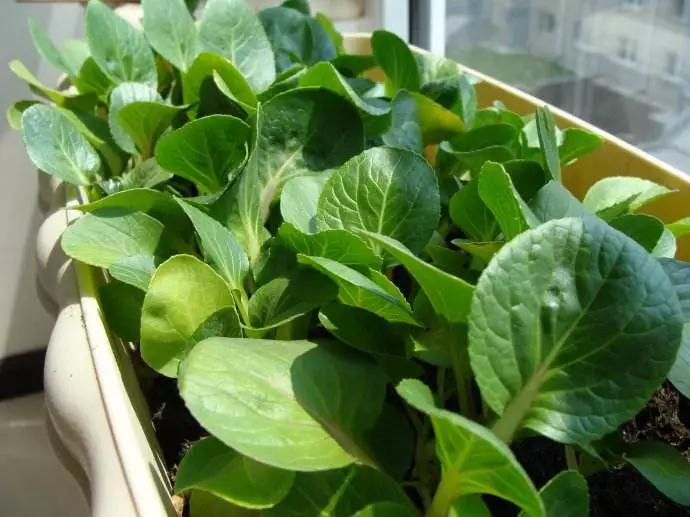 阳台种菜实现蔬菜自给自足,阳台种菜的方法和技巧大全