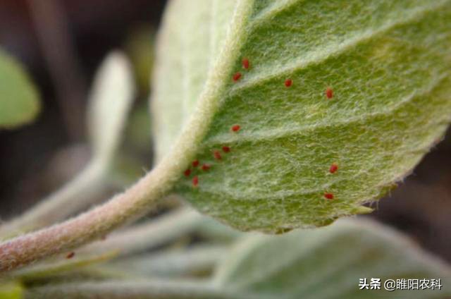 哪些红蜘蛛药能杀成螨,果树红蜘蛛最佳防治方案