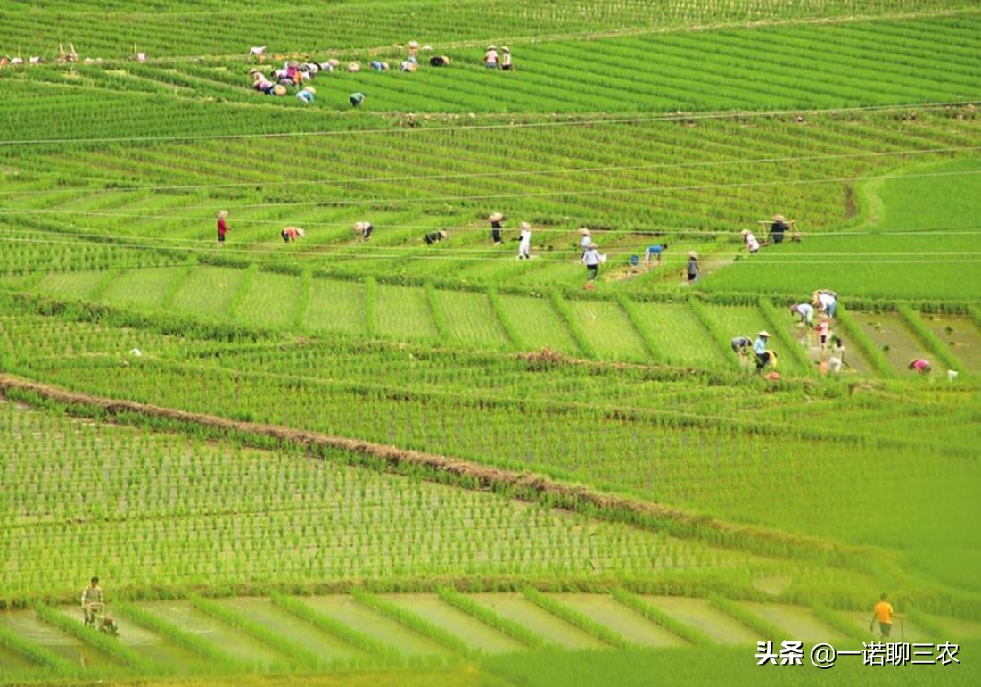 水稻种植时期水量管理,水稻大棚温度管理