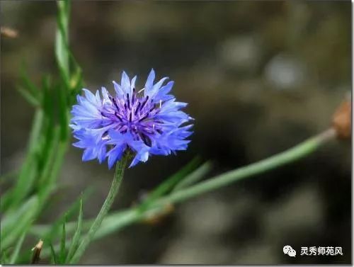 今夜静悄悄文/李龙乾