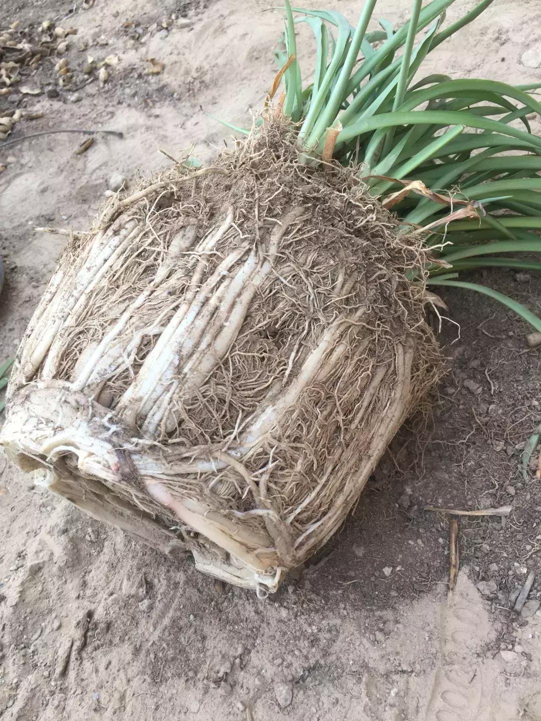 绿萝吊兰爱“吃土”,2年盆土“吃光光”,说啥也要换土!