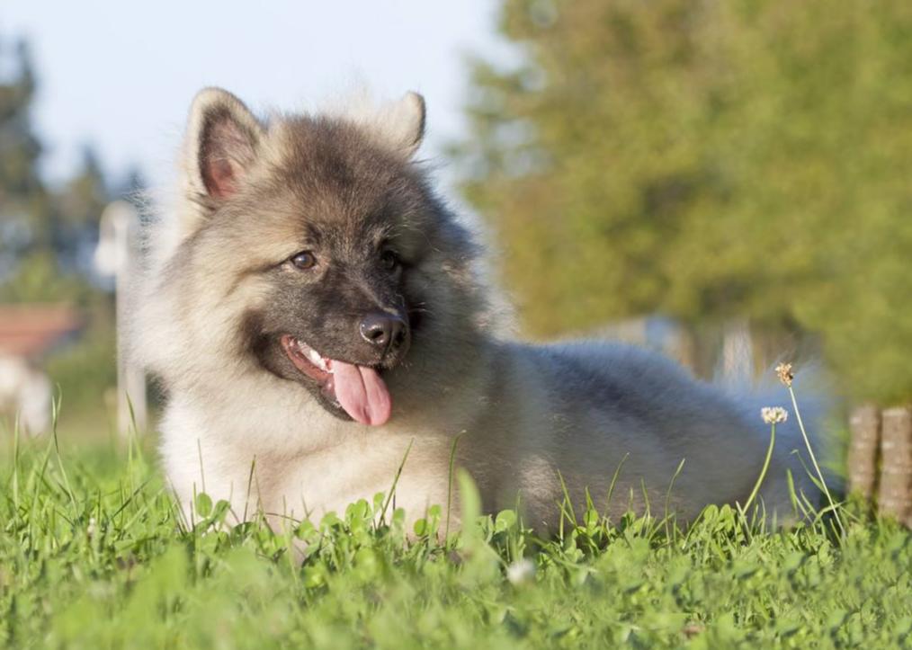 什么狗长得像比熊但是毛又直又长,宠物狗长得像熊是什么品种