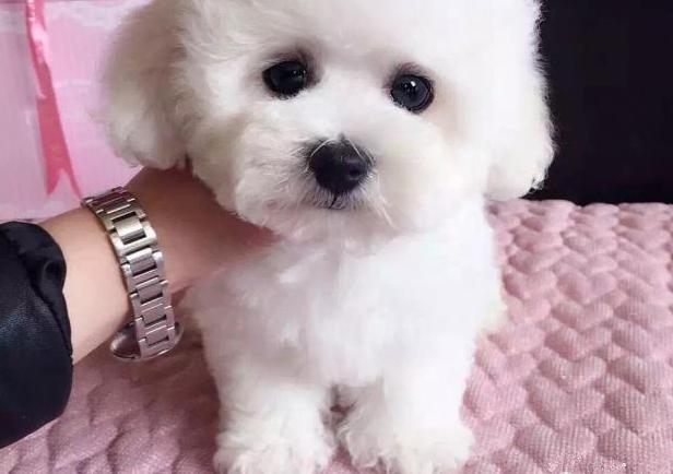 很受欢迎的狗,比较受欢迎的宠物狗