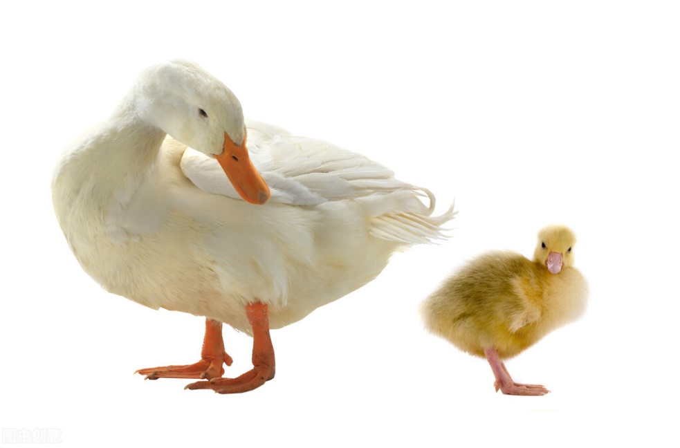 肉鸭脾坏死综合征用什么药,肉鸭脾坏死用什么药效果好