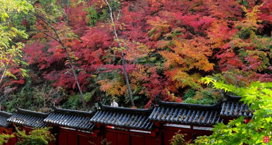 祖国颂|走进大梨树看小康