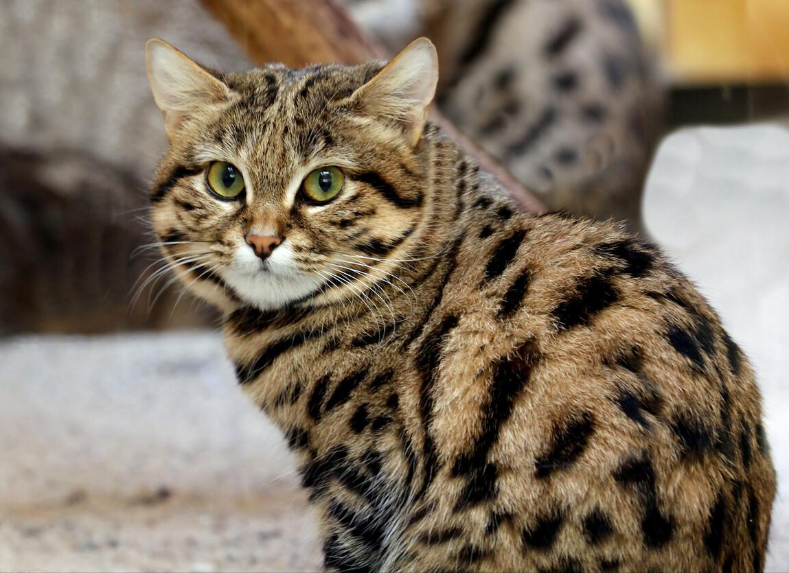 中国禁养的猫类,国家禁止养的猫咪有哪些